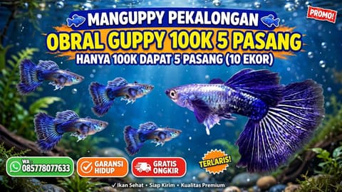 ikan