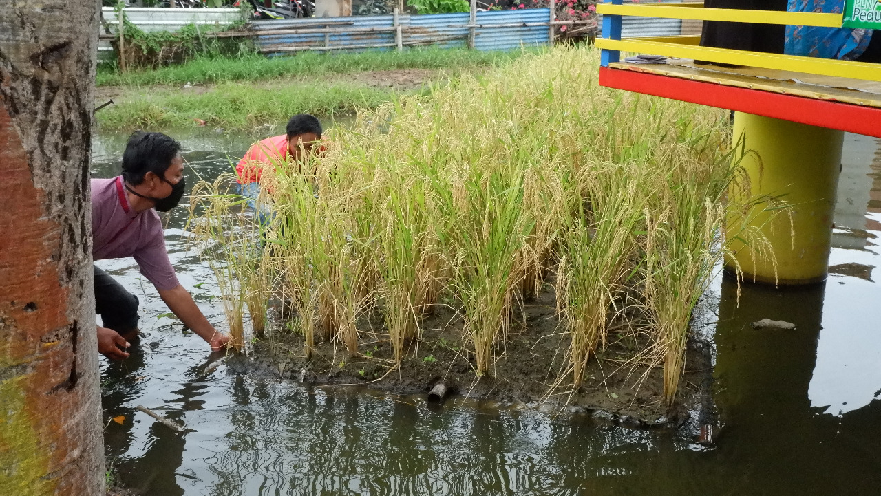 Jaga Ketahanan Pangan, Padi Apung Berhasil Dipanen