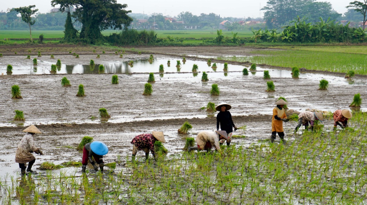 Ketersediaan Pangan di Kota Pekalongan Tercukupi