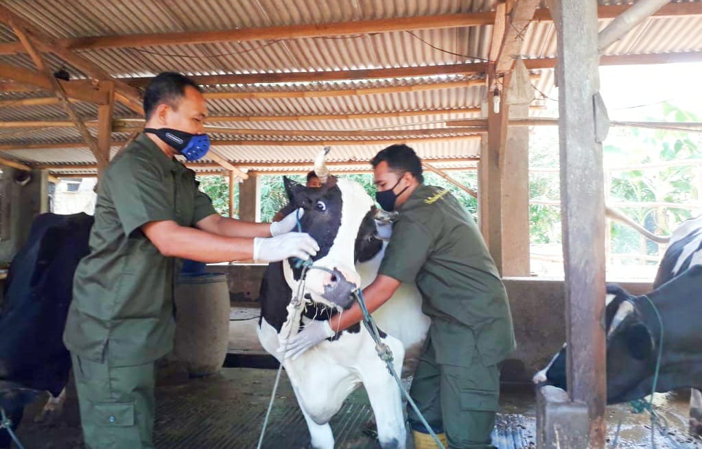 Cegah Penyakit Burcellosis, Dinperpa Gelar Vaksinasi Sapi Perah