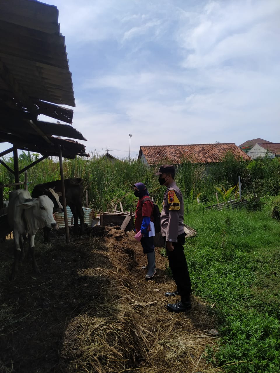 Kota Pekalongan Masih Tunggu Pendistribusian Vaksin PMK