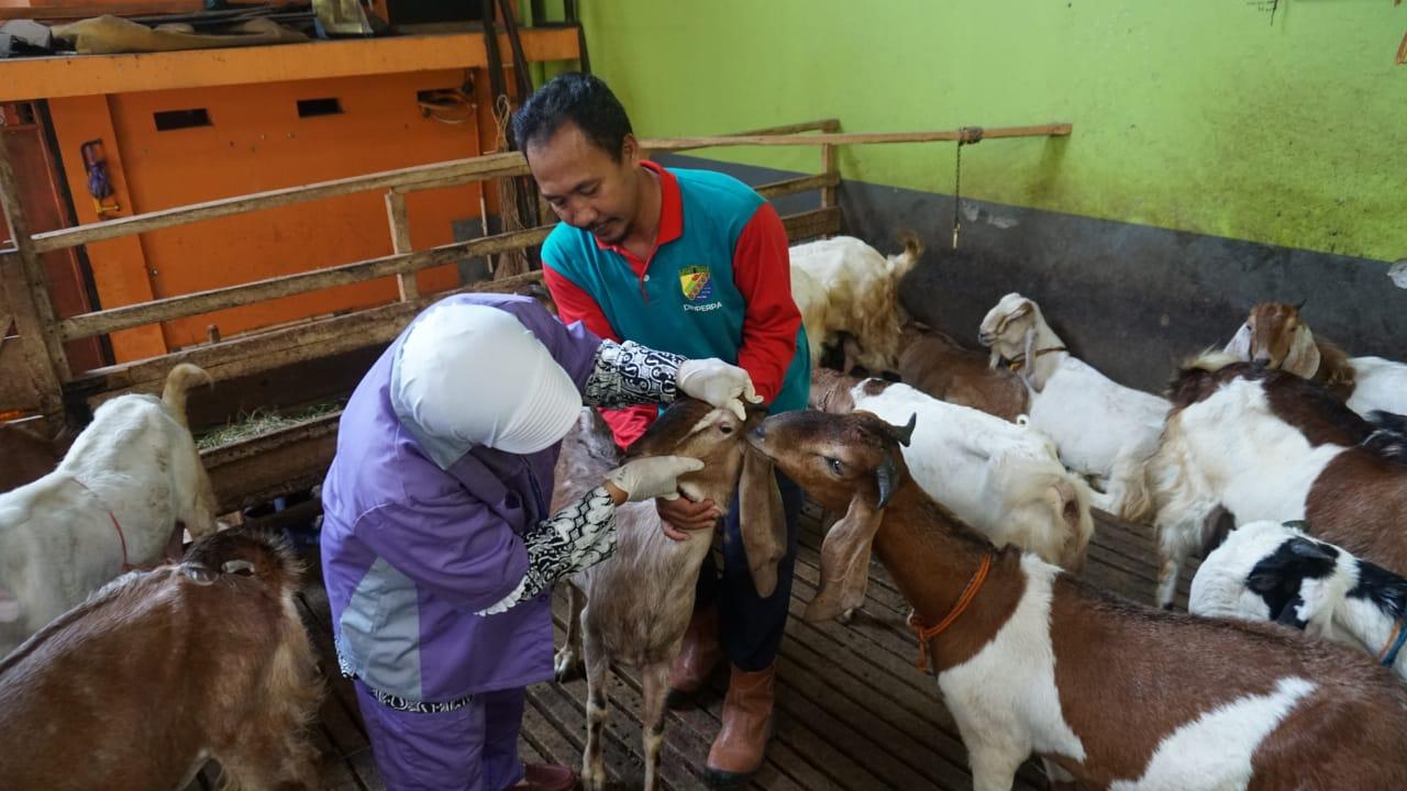 Jelang Idul Adha, Dinperpa Terjunkan Tim Pemantau Keswan