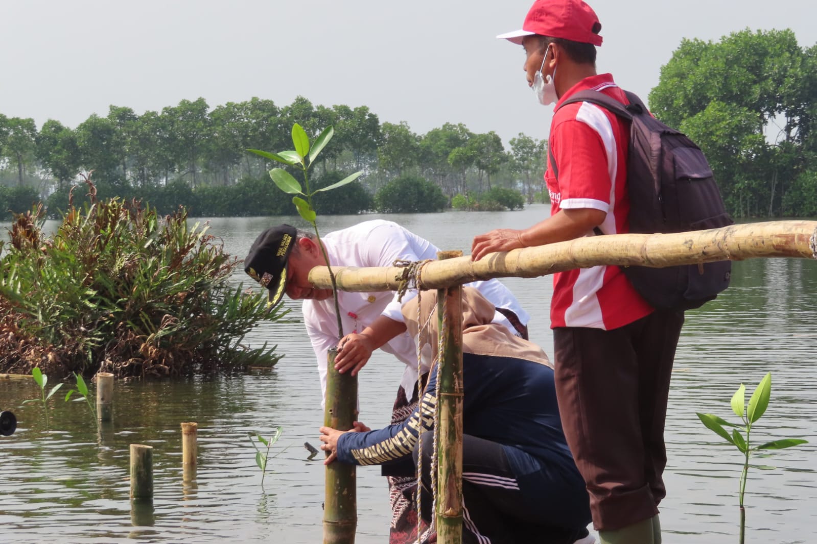 Revitalisasi Mangrove Degayu, Pemkot Tanam 2500 Bibit Dengan Media Bumbung Bambu
