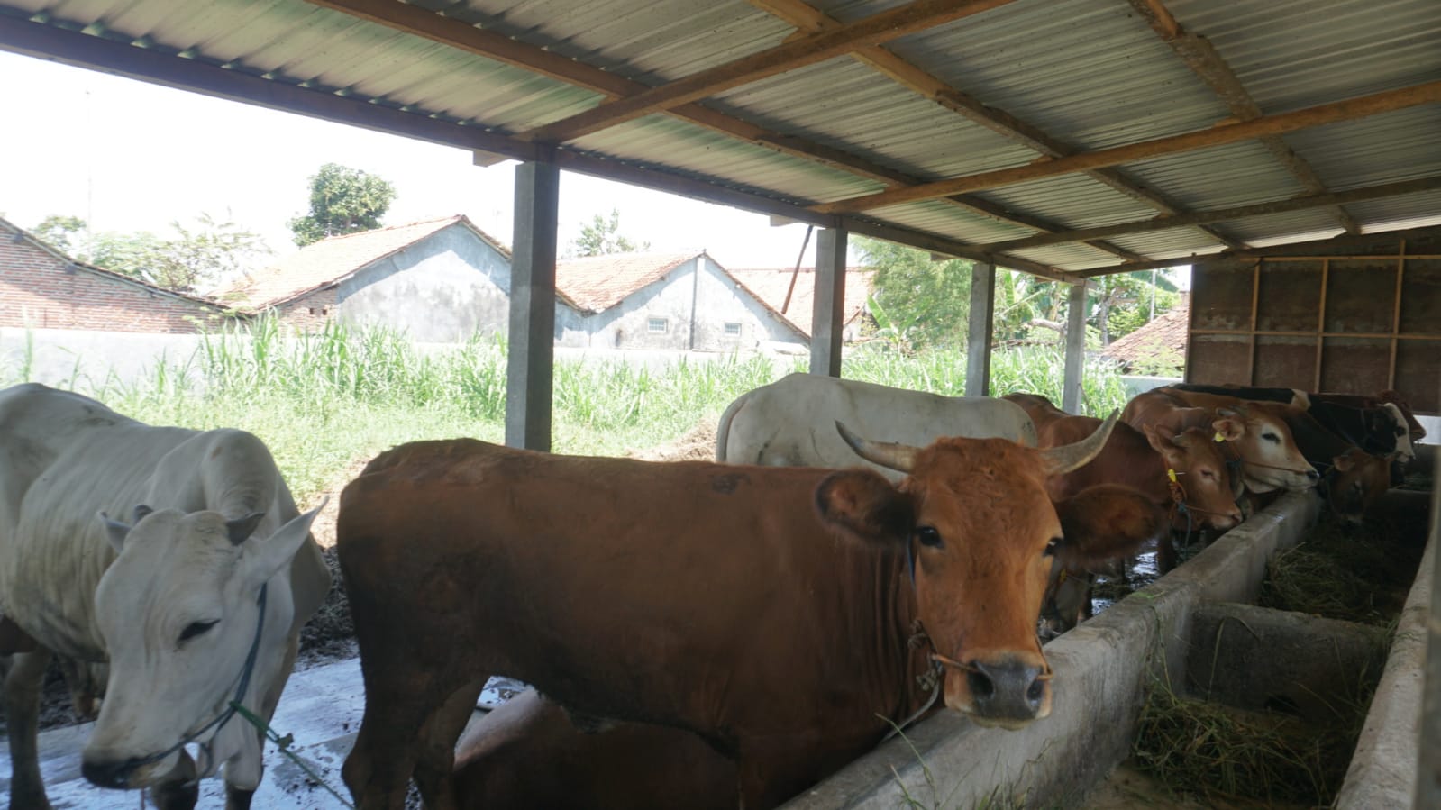 Cegah PMK, 217 Ekor Sapi di Kota Pekalongan Sudah Tervaksin